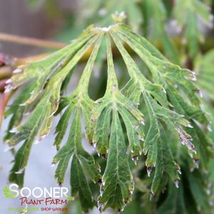 <em>Acer</em> <strong>GREEN CASCADE WEEPING JAPANESE MAPLE</strong>: