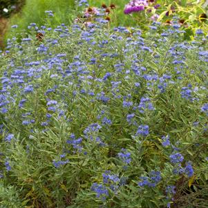<em>Caryopteris</em> <strong>GRAND BLEU BLUEBEARD</strong>: