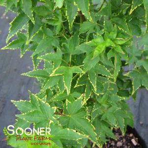 <em>Acer</em> <strong>SAGARA NISHIKI JAPANESE MAPLE</strong>: