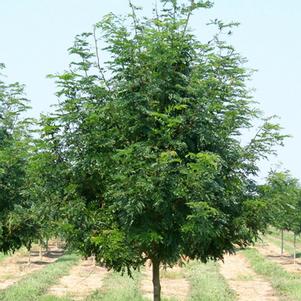 <em>Gleditsia</em> <strong>SKYLINE HONEYLOCUST</strong>: