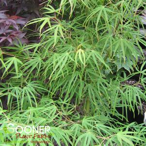 <em>Acer</em> <strong>AO SHIME NO UCHI JAPANESE MAPLE</strong>: