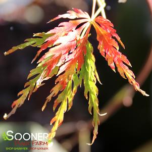 <em>Acer</em> <strong>GREEN HORNET WEEPING JAPANESE MAPLE</strong>: