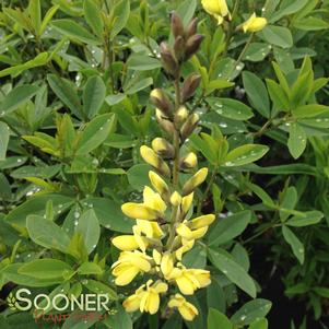 <em>Baptisia</em> <strong>CAROLINA MOONLIGHT WILD INDIGO</strong>: