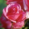 <em>Rosa</em> <strong>ROSE EASY ELEGANCE GRANDMA'S BLESSING</strong>: