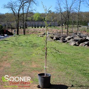 <em>Betula</em> <strong>SUMMER CASCADE® WEEPING RIVER BIRCH</strong>: