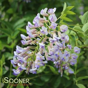 <em>Wisteria</em> <strong>BLUE MOON WISTERIA</strong>: