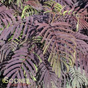 <em>Albizia</em> <strong>SUMMER CHOCOLATE MIMOSA</strong>: