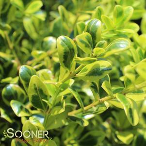 <em>Buxus</em> <strong>GOLDEN DREAM BOXWOOD</strong>: