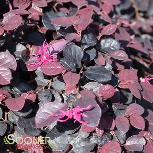 <em>Loropetalum</em> <strong>PURPLE PIXIE® LOROPETALUM</strong>:
