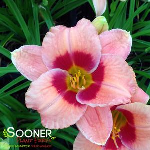 <em>Hemerocallis</em> <strong>BAHAMA PINK SKY™ KOKOMO™ DAYLILY</strong>: