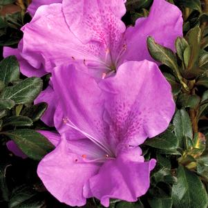 <em>Rhododendron</em> AUTUMN LILAC® ENCORE® AZALEA: 