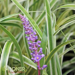 <em>Liriope</em> <strong>VARIEGATED LIRIOPE</strong>: