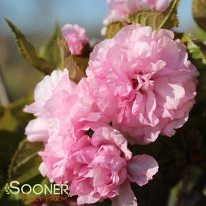 <em>Prunus</em> <strong>KWANZAN ORNAMENTAL CHERRY</strong>: