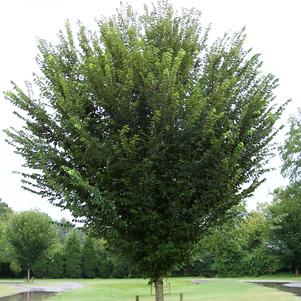 <em>Ulmus</em> <strong>PRINCETON ELM</strong>: