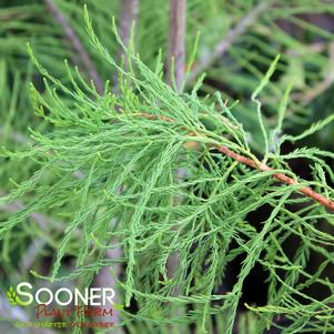 <em>Taxodium</em> <strong>PRAIRIE SENTINEL POND CYPRESS</strong>: