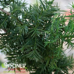 <em>Taxodium</em> <strong>PEVE MINARET BALD CYPRESS</strong>: