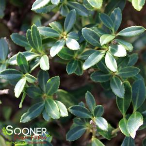 <em>Ilex</em> <strong>HELLER'S JAPANESE HOLLY</strong>: