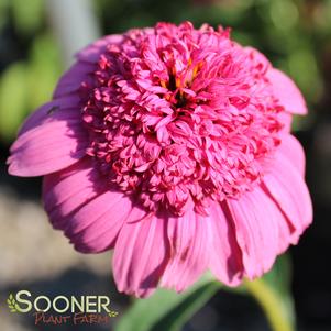 <em>Echinacea</em> <strong>GUM DROP CONEFLOWER</strong>: