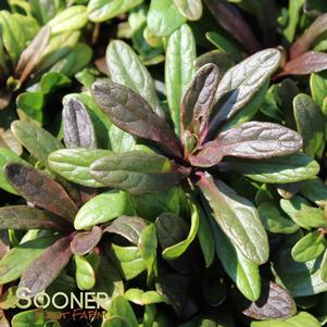 <em>Ajuga</em> <strong>BLUEBERRY MUFFIN AJUGA</strong>:
