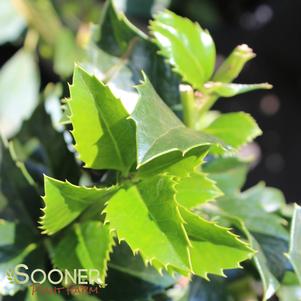 <em>Ilex</em> <strong>CASTLE SPIRE® BLUE HOLLY</strong>: