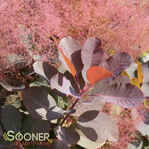 <em>Cotinus</em> <strong>GRACE SMOKETREE</strong>: