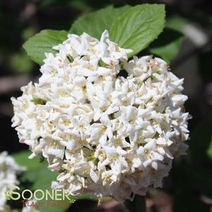 <em>Viburnum</em> <strong>KOREAN SPICE VIBURNUM</strong>: