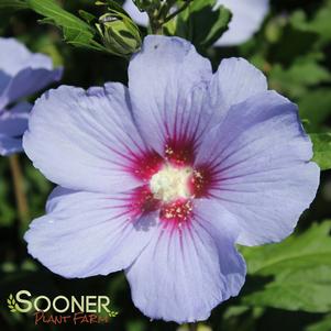 <em>Hibiscus</em> <strong>BLUE SATIN® ALTHEA</strong>: