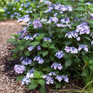 <em>Hydrangea</em> <strong>ENDLESS SUMMER® TWIST-N-SHOUT® HYDRANGEA</strong>: