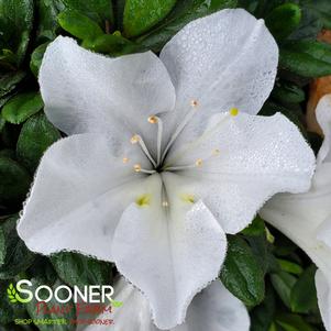 <em>Rhododendron</em> <strong>BLOOM-A-THON® WHITE AZALEA</strong>: