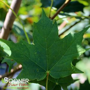 <em>Acer</em> <strong>SUGAR MAPLE</strong>: