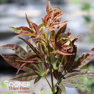 <em>Acer</em> <strong>TSUKUSHIGATA JAPANESE MAPLE</strong>: