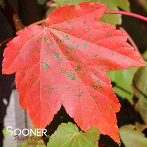 <em>Acer</em> <strong>OCTOBER GLORY® RED MAPLE</strong>: