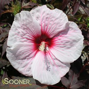 <em>Hibiscus</em> <strong>KOPPER KING FLEMING HARDY HIBISCUS</strong>: