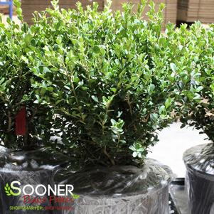 <em>Buxus</em> <strong>EMERALD JEWEL BOXWOOD</strong>: