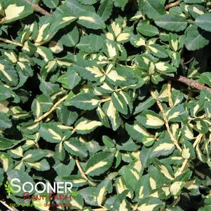 <em>Euonymus fortunei</em> <strong>MOONSHADOW EUONYMUS</strong>: