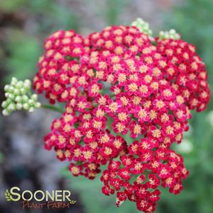 <em>Achillea</em> <strong>RED VELVET YARROW</strong>: