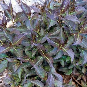 <em>Weigela</em> <strong>DARK HORSE WEIGELA</strong>: