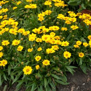 <em>Coreopsis</em> <strong>LITTLE SUNDIAL TICKSEED</strong>: