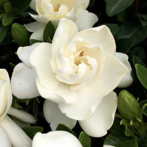 <em>Gardenia</em> CROWN JEWEL GARDENIA: 