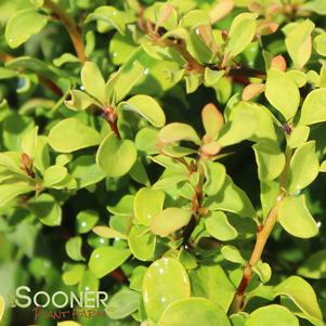 <em>Berberis</em> <strong>SUNJOY® GOLD BERET BARBERRY</strong>: