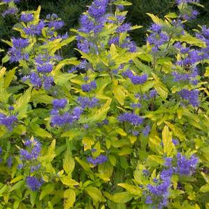 <em>Caryopteris</em> <strong>LIL' MISS SUNSHINE® BLUEBEARD</strong>: