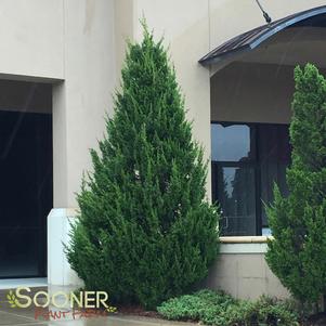 <em>Juniperus</em> <strong>SPARTAN JUNIPER</strong>: