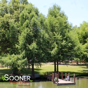 <em>Taxodium</em> BALD CYPRESS: 