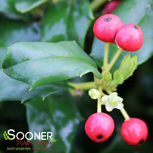 <em>Ilex</em> CHINA GIRL HOLLY: 