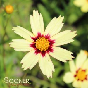 <em>Coreopsis</em> <strong>BIG BANG™ RED SHIFT TICKSEED</strong>: