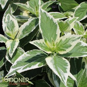 <em>Hydrangea</em> <strong>LIGHT-O-DAY® HYDRANGEA</strong>:
