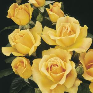 <em>Rosa</em> <strong>EASY GOING SHRUB ROSE</strong>: