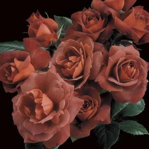 <em>Rosa</em> HOT COCOA SHRUB ROSE: 