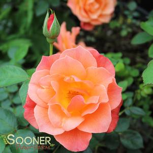 <em>Rosa</em> <strong>LIVIN' EASY SHRUB ROSE</strong>: