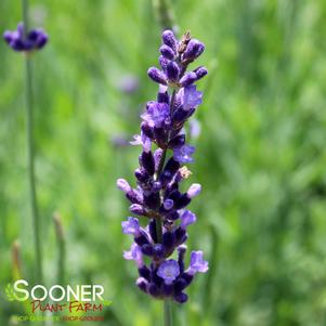 <em>Lavandula</em> <strong>HIDCOTE LAVENDER</strong>: